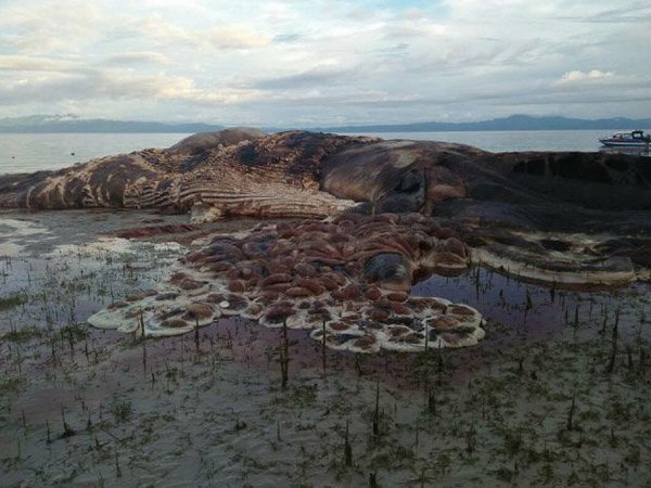 Penemuan bangkai makhluk laut berukuran raksasa di perairan Dusun Hulung, Desa Lha, Kabupaten Seram Bagian Barat (SBB), Maluku.