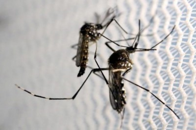 nyamuk Aedes aegepty yang menularkan virus Zika juga banyak di Indonesia. (Foto: Ilustrasi)