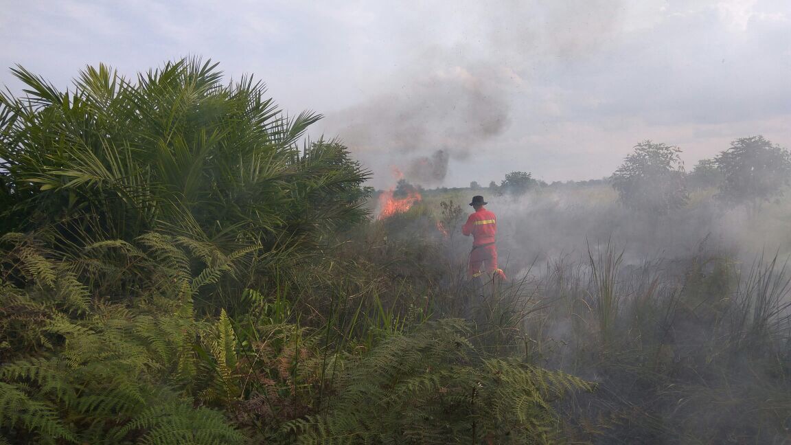 Hutan yang terbakar di Kalimantan. Foto :BNPB