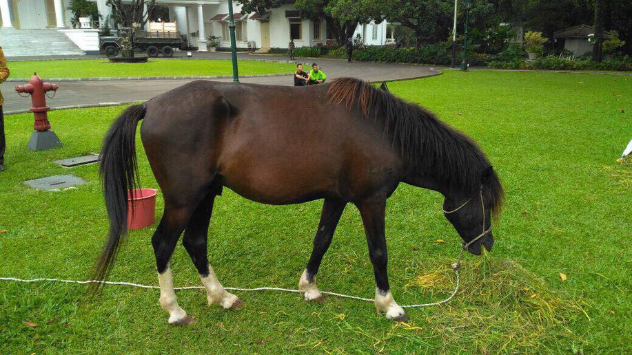Kuda berjenis Sandelwood yang nilainya bisa mencapai puluhan juta rupiah. (Foto: Istimewa)