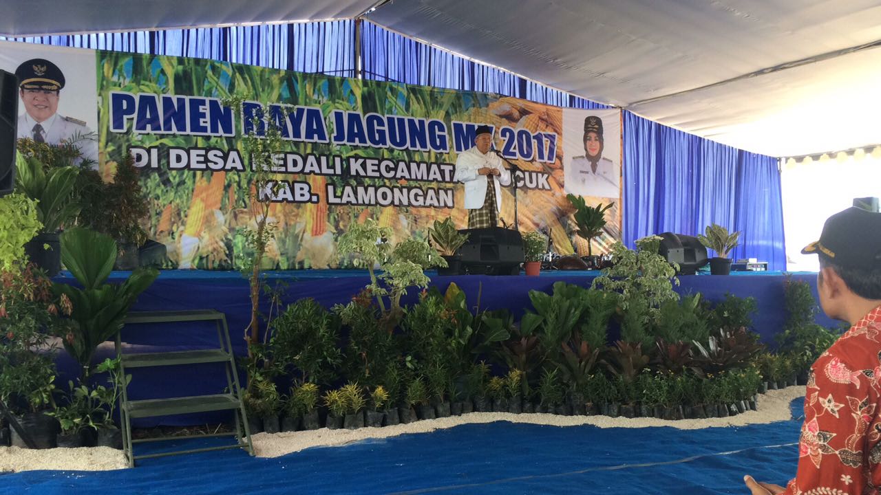 SAMBUT: Ketua Umum MUI Pusat KH Ma'ruf Amin pada Panen Raya Jagung Musim Kemarau 2017 di Desa Kendali Kecamatan Pucuk Kabupaten Lamongan. (foto: ist)