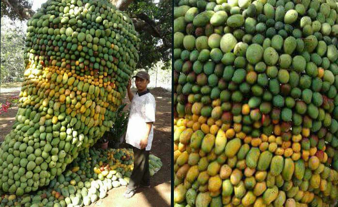 Buah mangga disusun jadi buah mangga di Desa Cukorgondang, Kecamatan Grati, Kabupaten Pasuruan. (foto: santui)