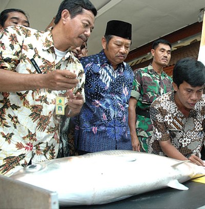 Bupati Sidoarjo, Saiful Ilah menyaksikan bandeng jumbo yang dibudidayakan penambak Sidoarjo