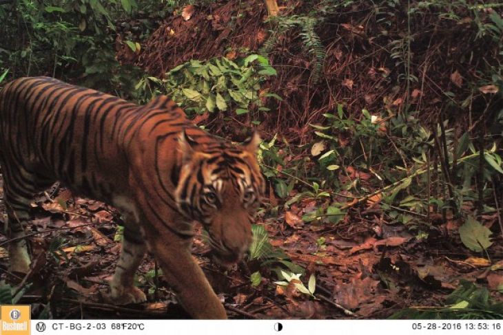Harimau sumatera di Taman Nasional Batang Gadis, Sumatera Utara, pada 28 Mei 2016.