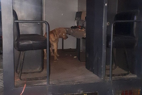 Anjing pitbull yang mengigit kakek hingga meninggal masih berada di ruangan Mapolres Kediri, tadi malam. foto:antarajatim