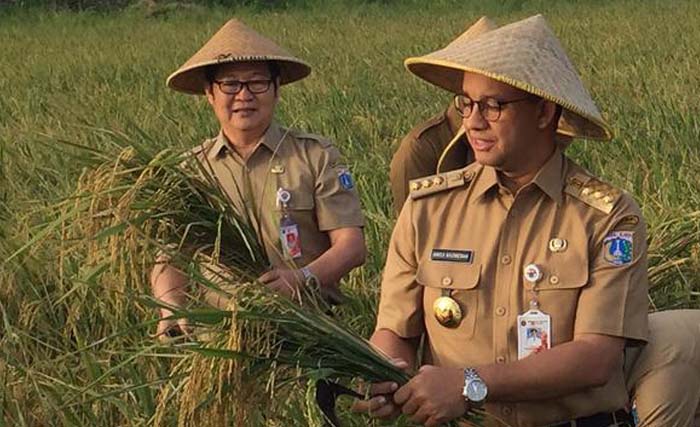 Gubernur DKI Jakarta, Anies Baswedan ikut panen padi di areal persawahan di Cakung, Jakarta, Selasa 23 Januari 2018. (foto: dokumnetasi liputan6 news)
