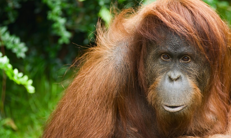 Orangutan. (Foto : Antara)