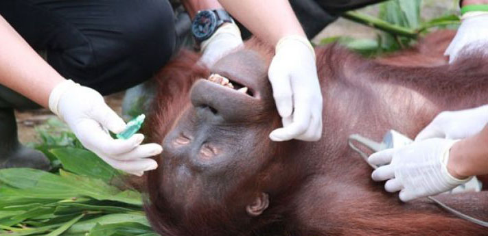Ilustrasi orangutan (Foto: Antara)