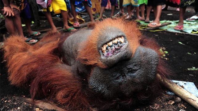 Foto ilustrasi, seekor orangutan jantan (pongo pygmaeus pygmaeus) yang sudah tewas tergeletak di tanah, di Dusun Danau, Desa Peniraman, Kecamatan Sungai Pinyuh, Kabupaten Pontianak, Kalbar, Selasa, 22 Oktober 2013. (Foto: Antara)