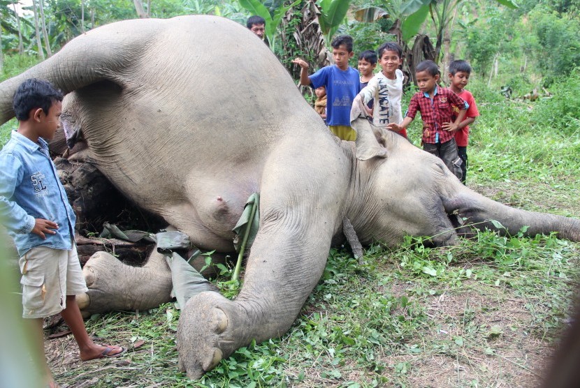 Anak-anak tengah melihat gajah yang telah mati terbaring.  (Foto: Antara/Jabir) 