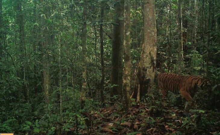 Keberadaan satu harimau sumatera (Panthera tigris sumatreae) tertangkap kamera perangkap di Taman Nasional Batang Gadis, Sumatera Utara, pada 2 Desember 2016. (Foto: Conservation International)
