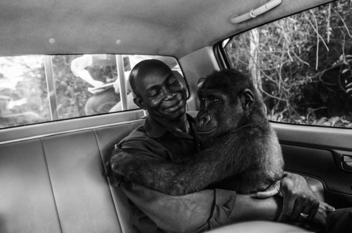 Dekapan kasih sayang gorila pada penolong termuat dalam media Inggris ternama The Sun.   