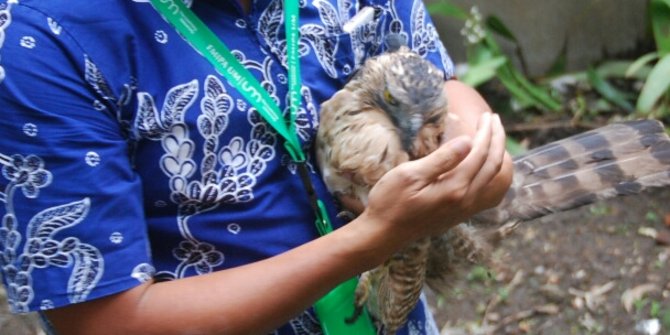 Salah satu elang Jawa yang disita oleh BKSDA dari Universitas Malang. (Foto: Dokumentasi)