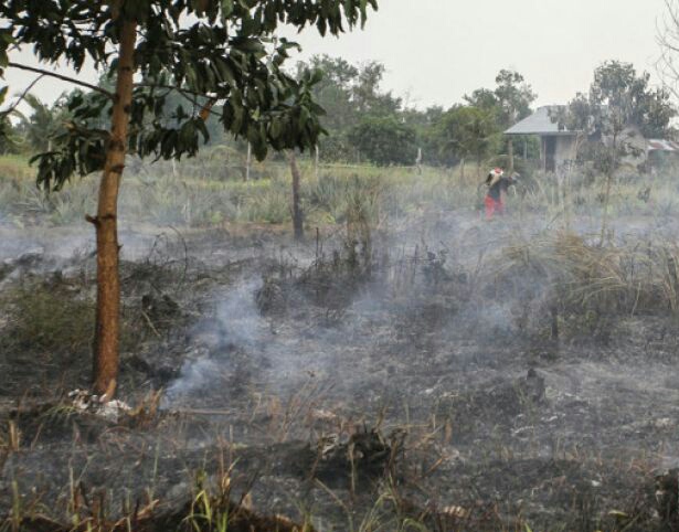 Warga berusaha membasahi lahan gambut agar api kebakaran lahan tidak merembet ke area kebun nanas di Pekanbaru, Riau, Senin, 19 Februari 2018. (Foto: Antara)