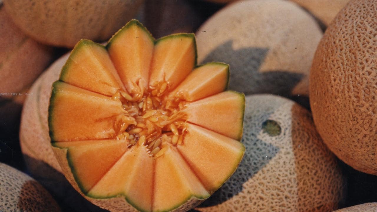 Rock  Melon. (Foto: The Australian)