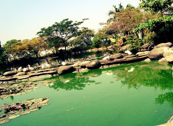 Ilustrasi Taman Angsa Pakuwon Indah (Foto: hello-pet.com)