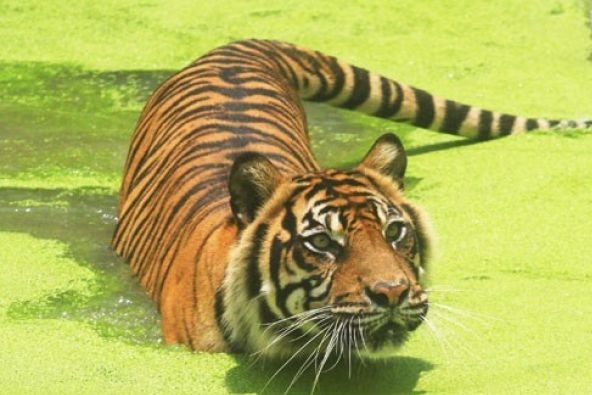 Harimau Sumatra (Panthera tigris sumatrae). (Foto: Antara) 