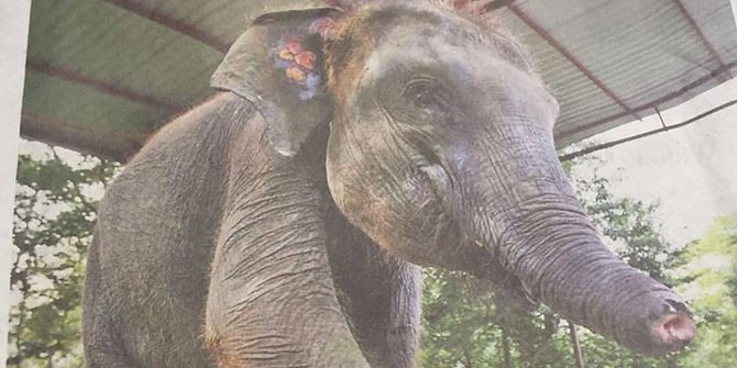 Erin (4) gajah sumatera (elephas maximus sumatrensis) bernasib malang setelah terpotong belalainya oleh kawanan pemburu liar. (foto: instagram.com/wulanguritno)
