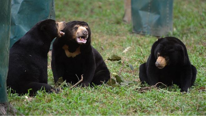 Foto ilustrasi beruang madu (Foto: AFP/GETTY IMAGES)