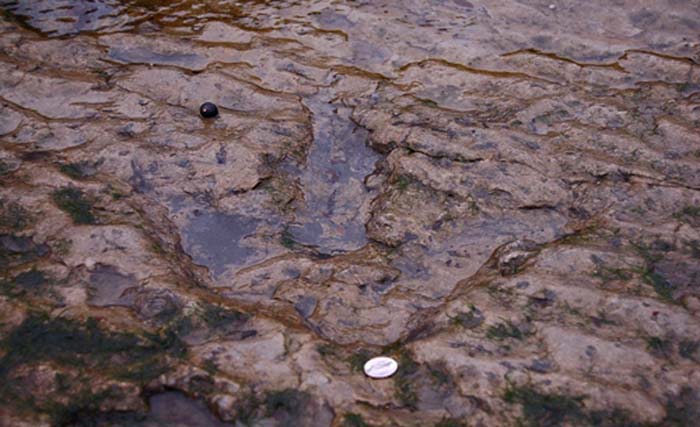 Jejak kaki Dinosaurus ditemukan di Pulau Skye, Skotlandia, dengan uang koin di sebelahnya sebagai pembanding skala. (foto: skye guide)