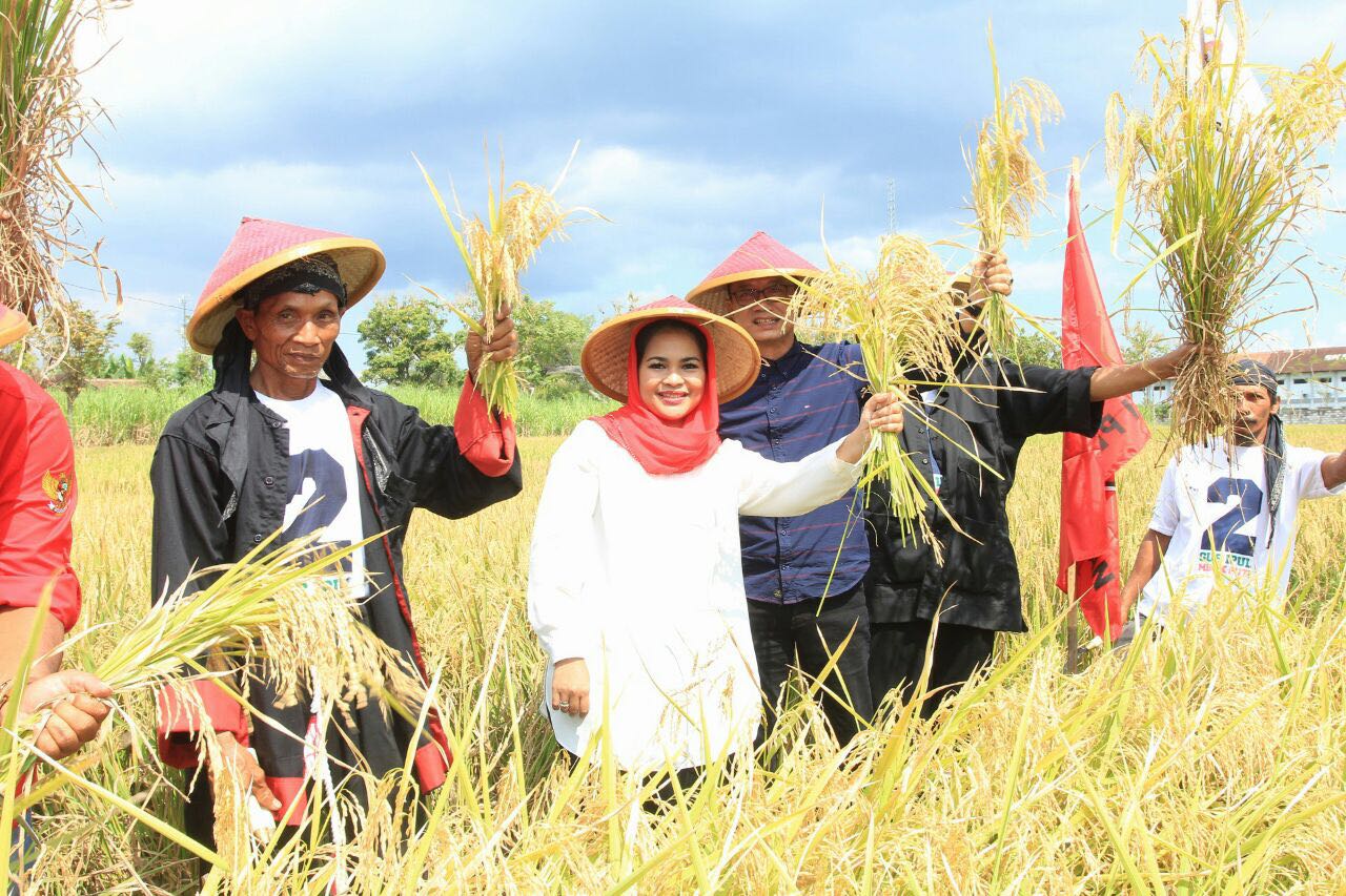 Puti Guntur melakukan panen padi bersama petani, Rabu, 4 April 2018. (Foto: Istimewa)