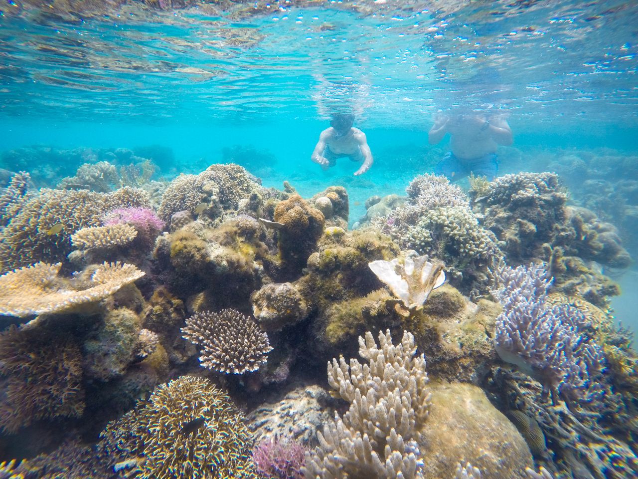 Beragam spesies terumbu karang dan ikan di kedalaman Teluk Saleh yang mencapai 200 meter. foto:kemenpar