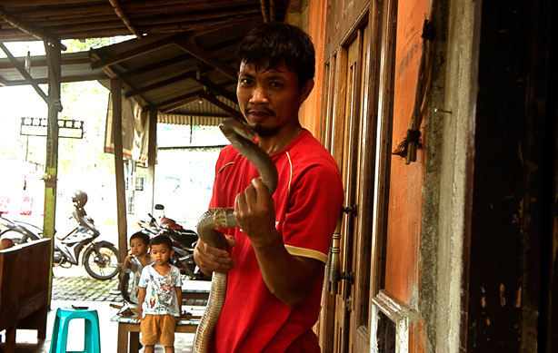 Muhammad Nur Santoso menekuni profesi jagal ular kobra selama 20 tahun. foto: KRjogja.com
