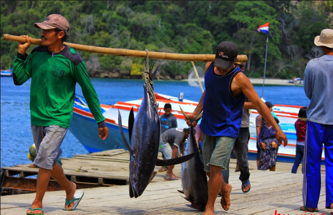 Menggotong Ikan Cakalang usai melaut. foto:happytime