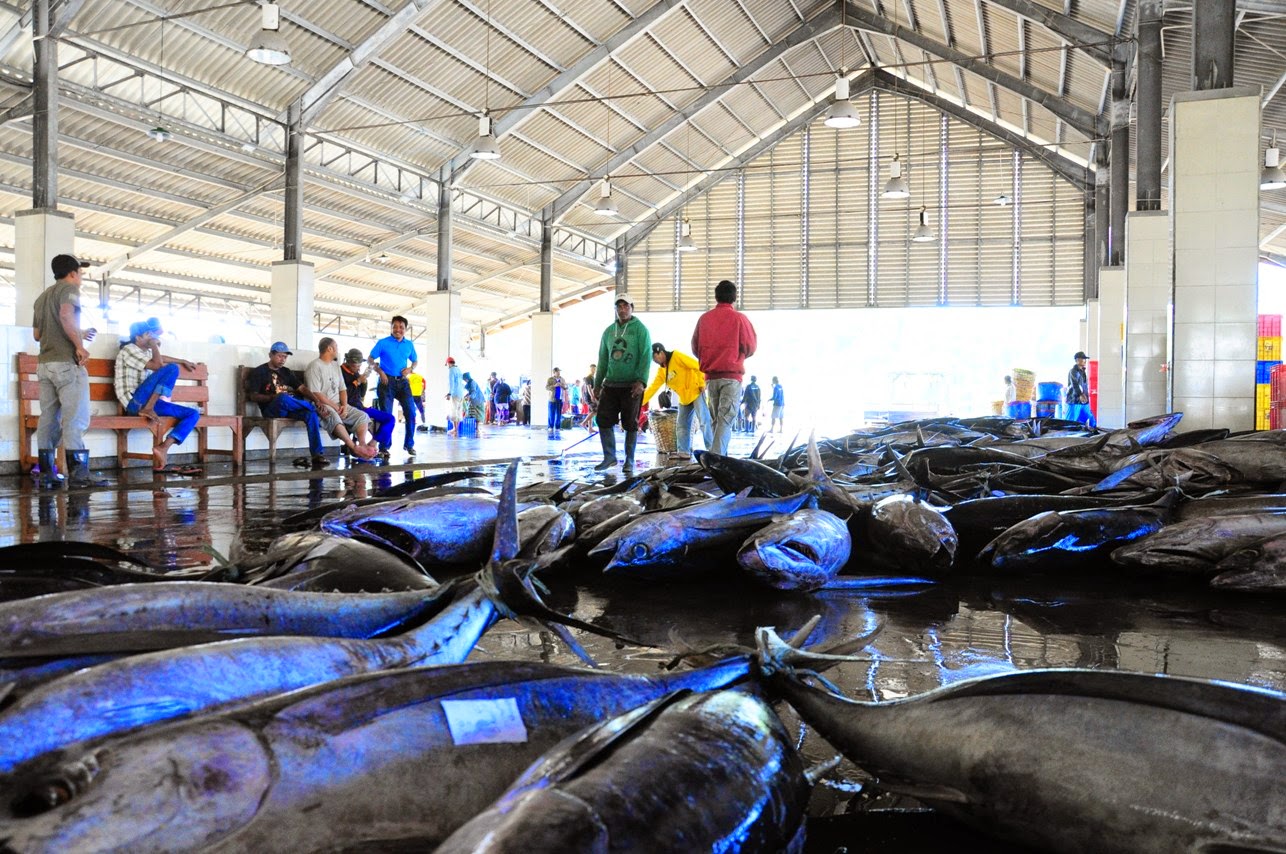 Tuna kualitas ekspor dari Sendang Biru, hanya perlu higienitas dalam pengolahannya.  foto:pemuda maritim