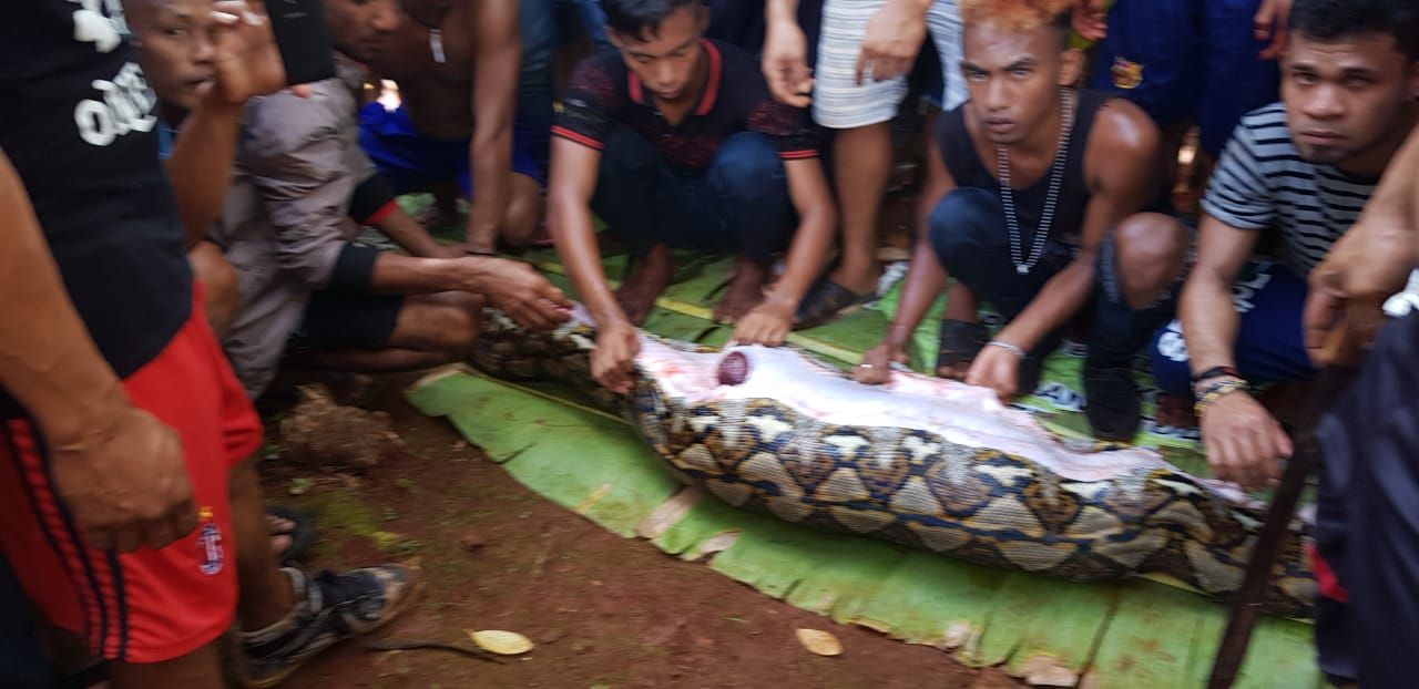Polisi dan warga temukan ular sanca yang makan wanita di Sultra (foto: Dok Polres Muna)