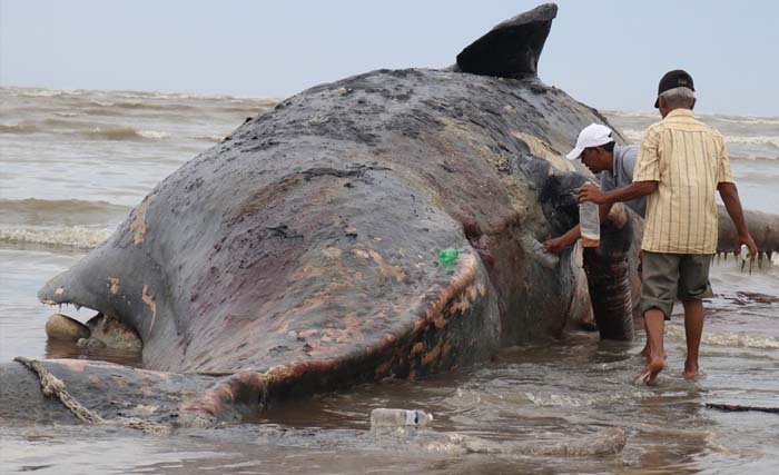  Sejumlah warga mengambil minyak paus sperma (Physeter macrocephalus) yang terdampar di kawasan Pantai Desa Baroh Bugeng, Nurussalam, Aceh Timur, Aceh. (foto: maulana/antara)