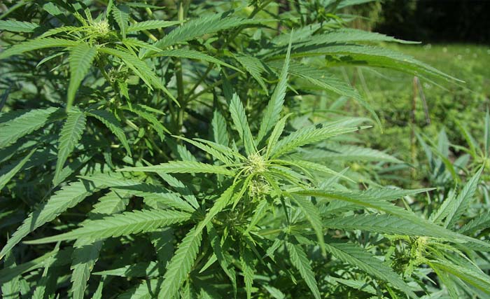 Tanaman ganja (Cannabis sativa). (foto: hawaiipublicradio.org)