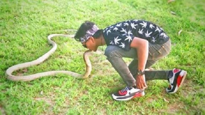 Aksi berani Rizky Ahmad mencium ular King Cobra.