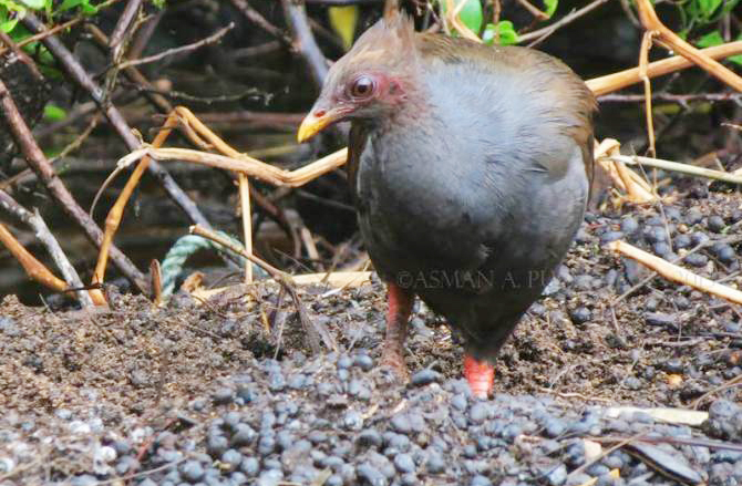 Burung Gosong Kaki Merah alias Megapodius Reinwardt di atas sarangnya. foto:istimewa/Asman Adi Purwanto