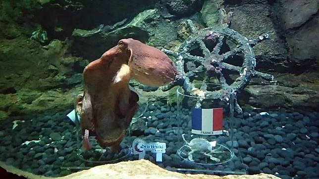 Darto, gurita Sea World Ancol meramal partai final Piala Dunia 2018, Kroasia Vs Prancis. 