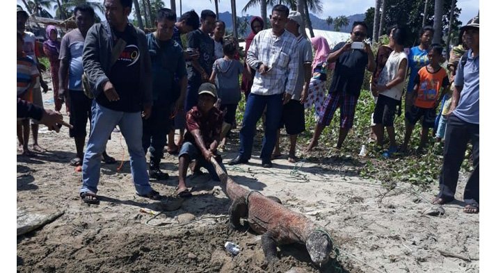Warga Bari menangkap seekor Komodo yang ditemukan di wilayah tersebut, Sabtu 21 Juli 2018. (Foto: Istimewa)    