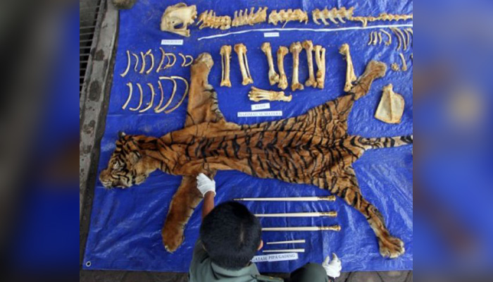 Foto dokumentasi. Petugas memperlihatkan barang bukti kulit harimau sumatra (Panthera tigris sumatrae) di kantor BKSDA Provinsi Bengkulu, Bengkulu, Rabu 24 janurai 2017. (Foto: Antara)