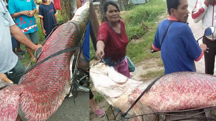 Ikan raksasa Arapaima sisik berwarna merah ini sempat menghebohkan warga Pekanbaru. (Foto: Facebook/damascosiregar siagaan)