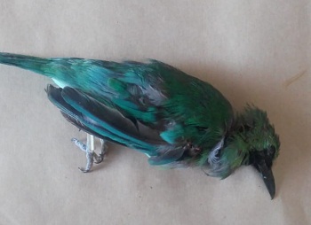 Foto Burung Cucak Ijo Mati / Cara Menjinakkan Cucak Ijo Bakalan Muda Hutan Yang Terlalu Giras On Kicau