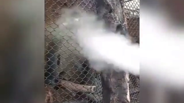 Pria Tiup Asap Rokok ke Monyet Ekor Merah. Perilaku yang dianggap negatif itu mengundang reaksi keras netizen.