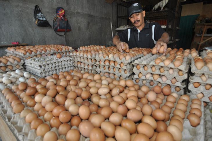 Harga telur naik pemicu inflasi Juli. (Foto: Antara)