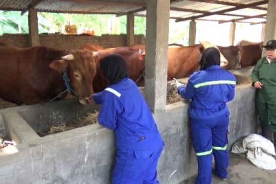 Petugas Dinas Pertanian dan Ketahanan Pangan Kota Madiun melakukan pemeriksaan hewan kurban di sejumlah peternak dan tempat penjualan hewan kurban, di Kota Madiun, Jawa Timur, Rabu 1 Agustus. (Foto: Istimewa)