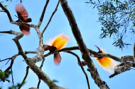 Keindahan burung di TN Wasur. Foto : mongabay.com