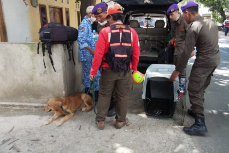 Anjing pelacak bantu menemukan korban gempa yang tertimbun diantara bangunan rumah roboh di Pamenangan, Lombok, Selasa 7 Agustus (Foto: Antara)