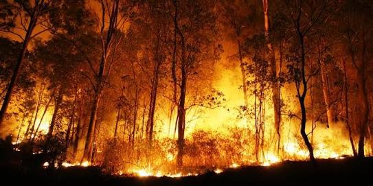 Hutan terbakar. Foto : antara