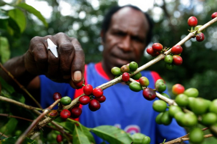 Petani kopi Wamena. Foto :Antara
