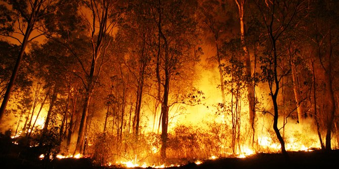 Kebakaran Hutan. Foto : Antara