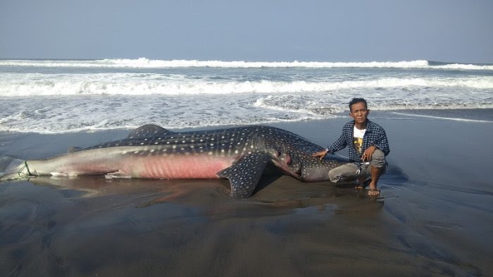 Ikan hiu ditemukan terdampar di Pantai Parangkusumo Bantul DIY, Senin (27/8). Foto : tribunews.com