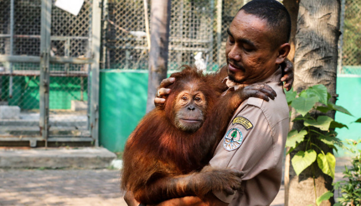  Petugas menggendong bayi Orang Utan bernama Otan di Pusat Penyelamatan Satwa Tegal Alur, Jakarta, Rabu (18/7/2018). Balai KSDA Jakarta berkerja sama dengan Jakarta Animal Aid Network (JAAN) melakukan translokasi Otan ke Yayasan Ekosistem Lestari - Sumatran Orangutan Conservation Programme. (Foto: Antara/Rivan Awal Lingga)