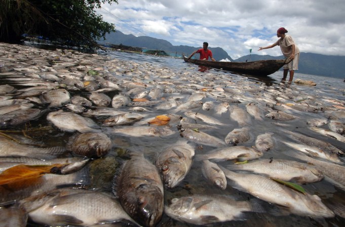 Ikan Mati Massal. Foto : dok/antara